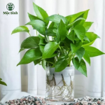 Cây Trầu Bà 