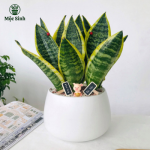 Cây Lưỡi Hổ - Chậu gốm