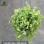 Cây Lan Hạt Dưa 