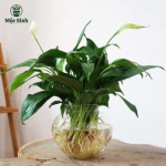 Cây Lan Ý thủy sinh - Chậu thuỷ tinh