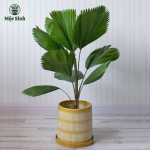 Cây Cọ Nhật - chậu nhựa