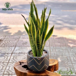 Cây Lưỡi Hổ - chậu nhựa