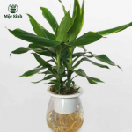 Cây Phát Tài - chậu thuỷ tinh