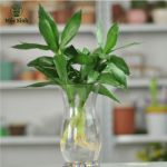 Cây Phát Tài - chậu thuỷ tinh