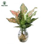 Cây Vạn Lộc Đỏ - chậu thuỷ tinh