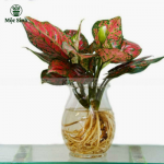 Cây Vạn Lộc Đỏ - chậu thuỷ tinh
