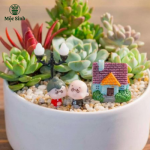 Set quà tặng sen đá 