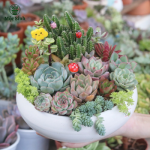 Set quà tặng sen đá 