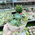 Set quà tặng sen đá 