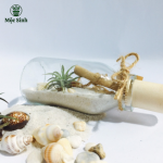 Lọ cây điều ước - size lớn