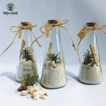 Lọ cây điều ước - size lớn