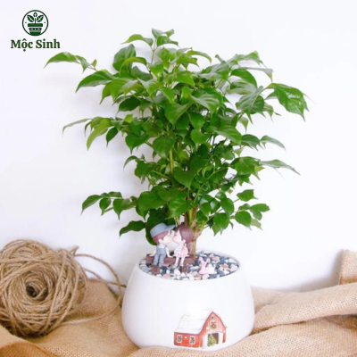 Cây Hạnh Phúc