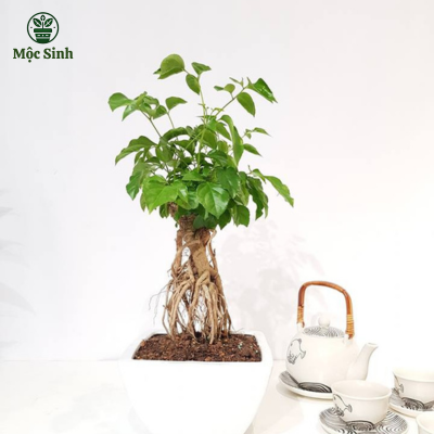 Cây Hạnh Phúc