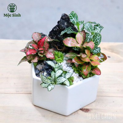 Cây Cẩm Nhung Để Bàn - Chậu gốm