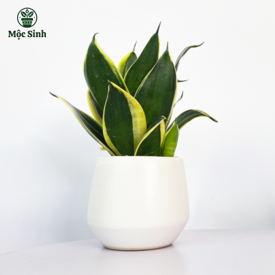 Cây Lưỡi Hổ - Chậu gốm