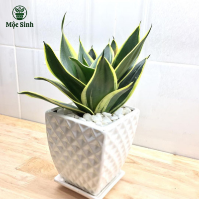 Cây Lưỡi Hổ - Chậu gốm