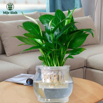 Cây Lan Ý thủy sinh - Chậu thuỷ tinh