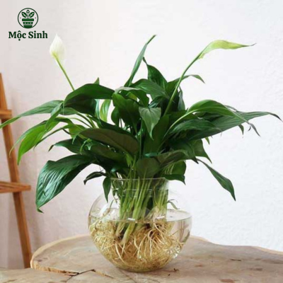 Cây Lan Ý thủy sinh - Chậu thuỷ tinh