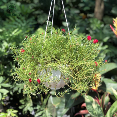 Cây Hoa Mười Giờ