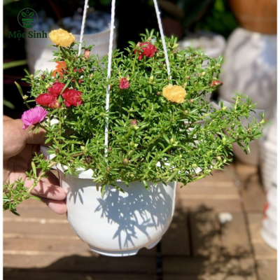 Cây Hoa Mười Giờ