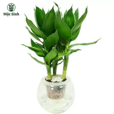 Cây Phát Tài - chậu thuỷ tinh