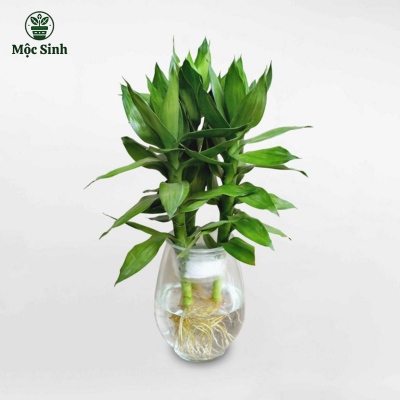 Cây Phát Tài - chậu thuỷ tinh