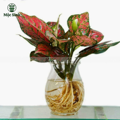 Cây Vạn Lộc Đỏ - chậu thuỷ tinh