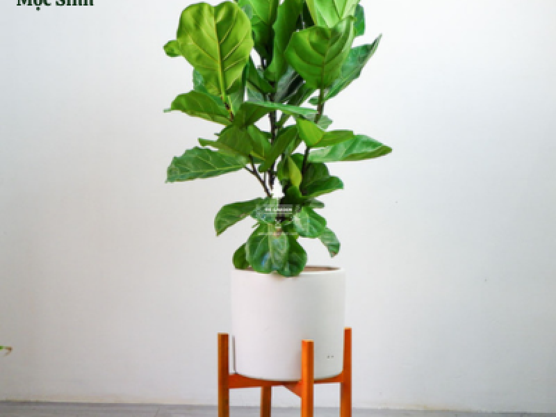 Cây Bàng Singapore - chậu nhựa