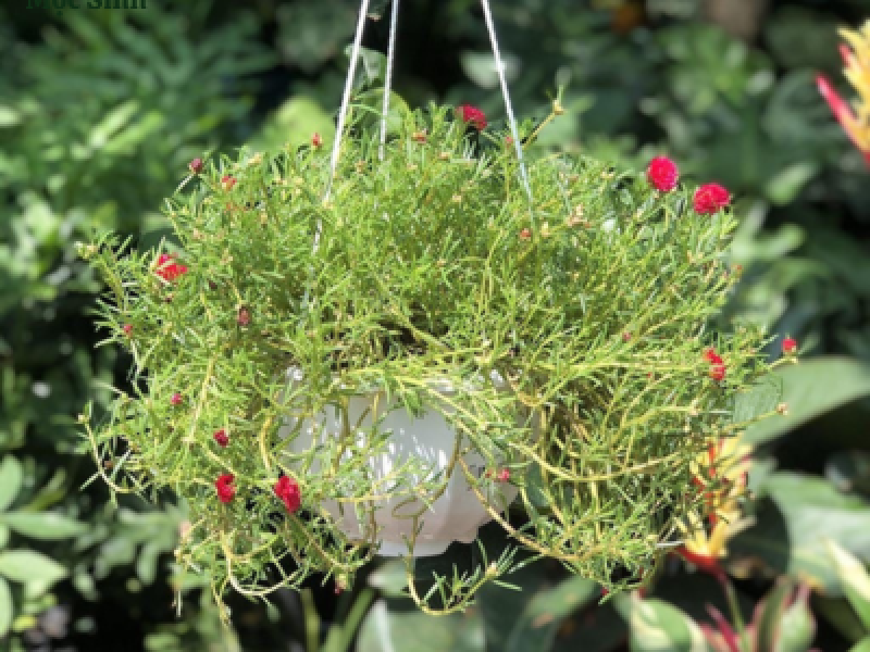 Cây Hoa Mười Giờ