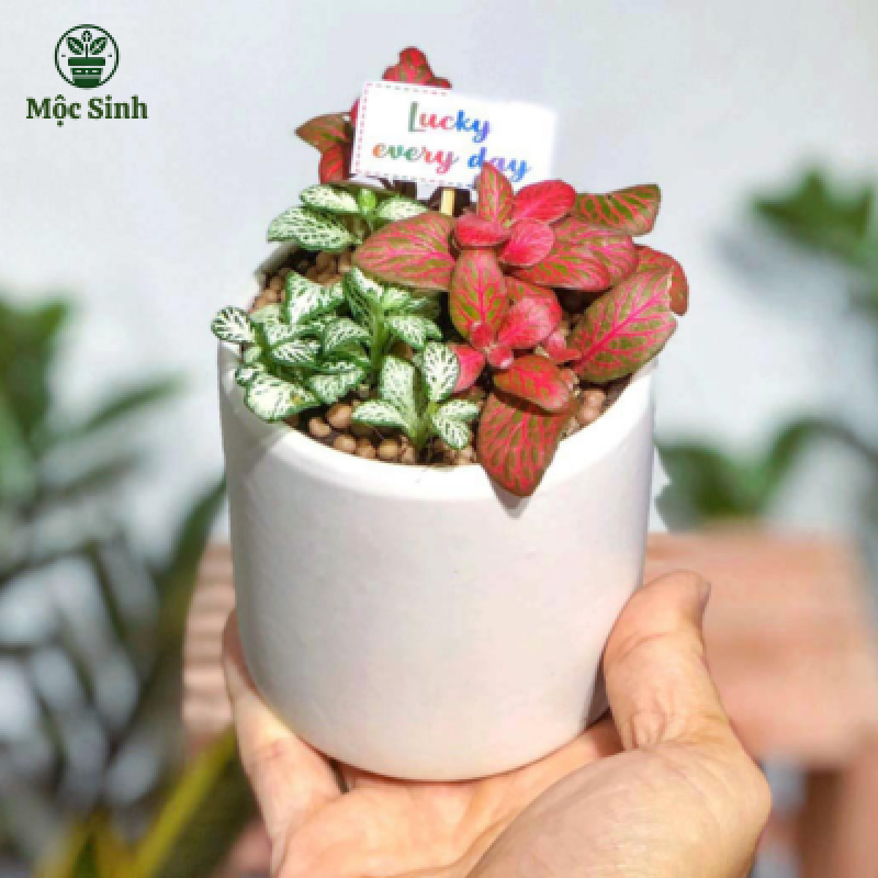 Cây Cẩm Nhung Để Bàn - Chậu gốm