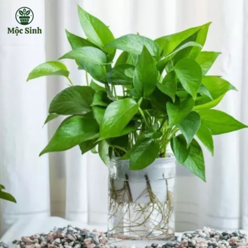 Cây Trầu Bà 