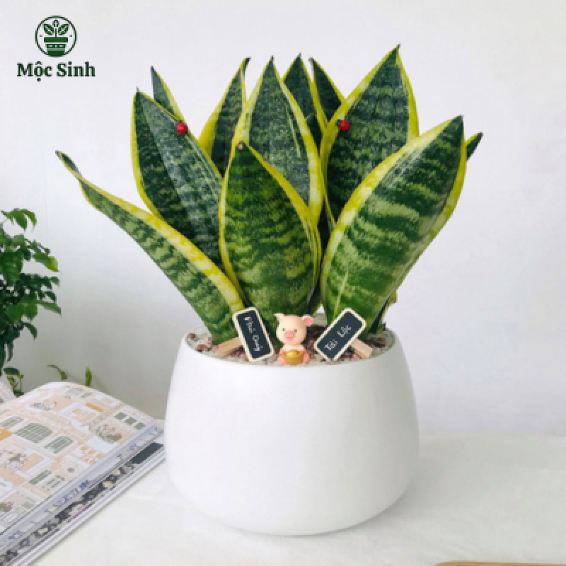 Cây Lưỡi Hổ - Chậu gốm