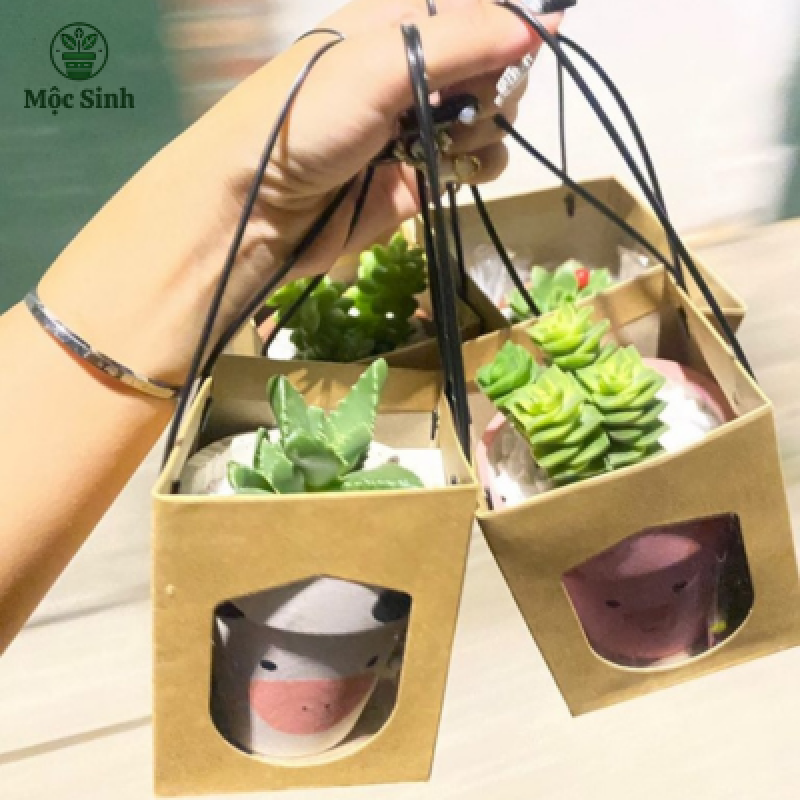 Set quà tặng sen đá - Kèm túi