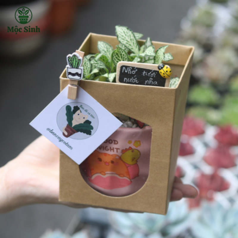 Set quà tặng sen đá - Kèm túi