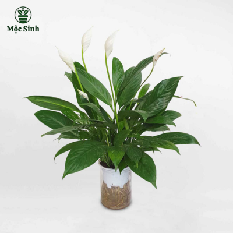 Cây Lan Ý thủy sinh - Chậu thuỷ tinh