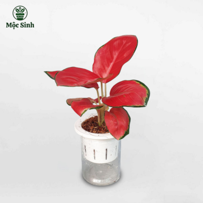 Cây Vạn Lộc Đỏ - chậu thuỷ tinh