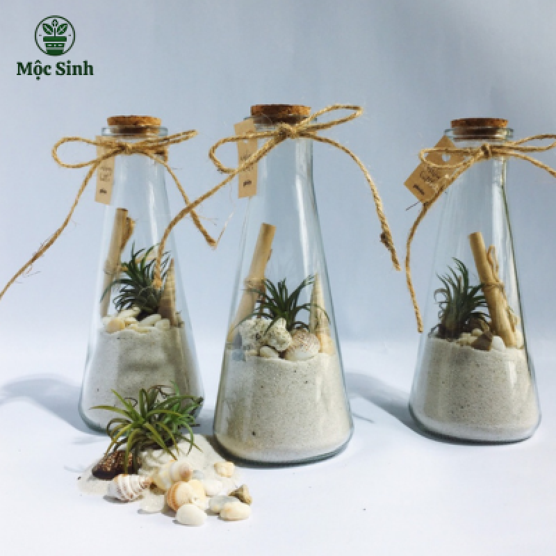 Lọ cây điều ước - size lớn